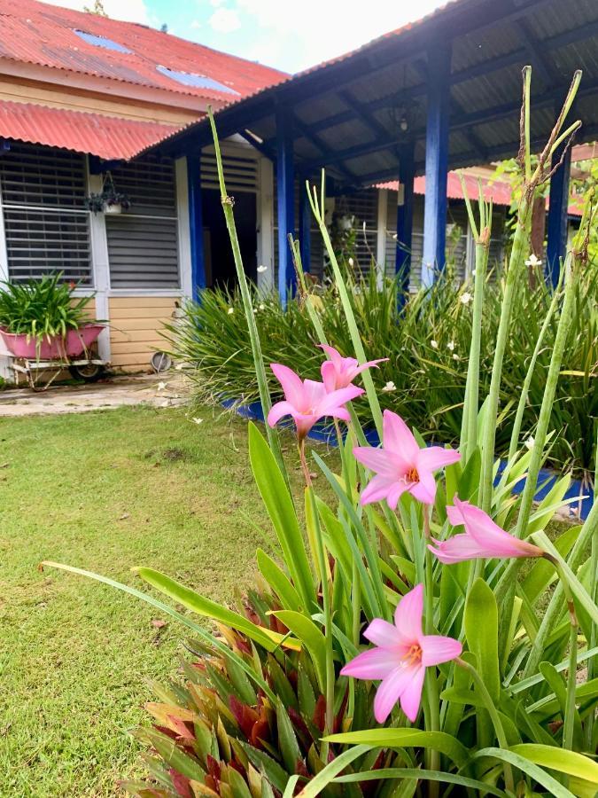 イグエイ Campito Loving Bed & Breakfast エクステリア 写真