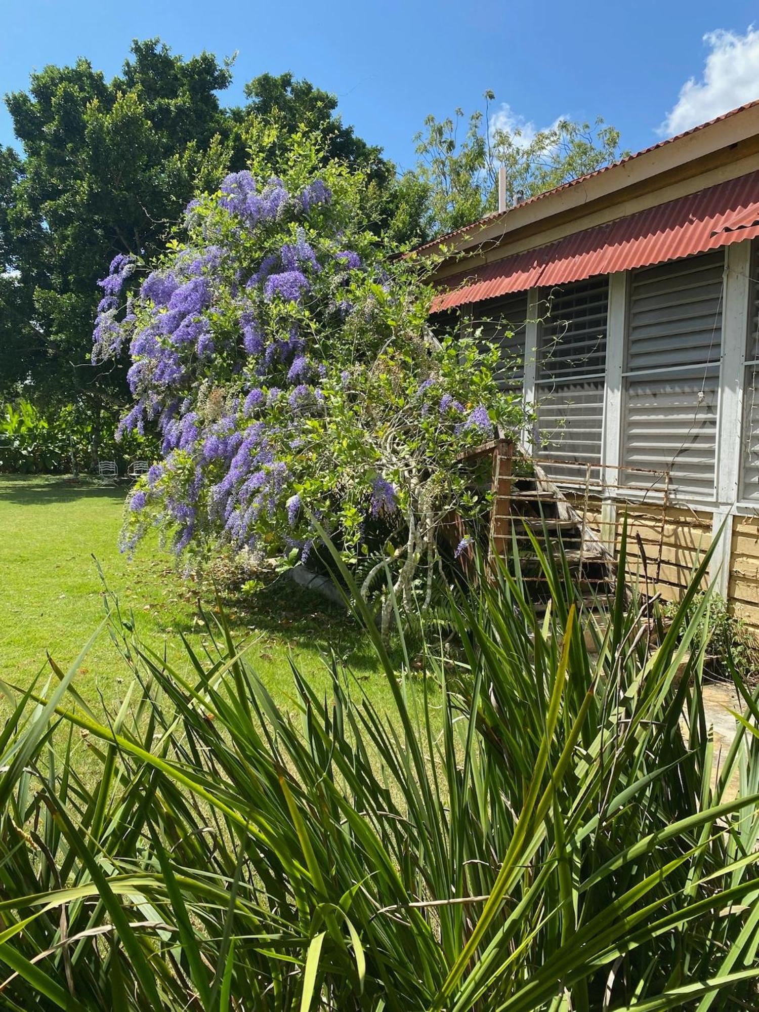 イグエイ Campito Loving Bed & Breakfast エクステリア 写真